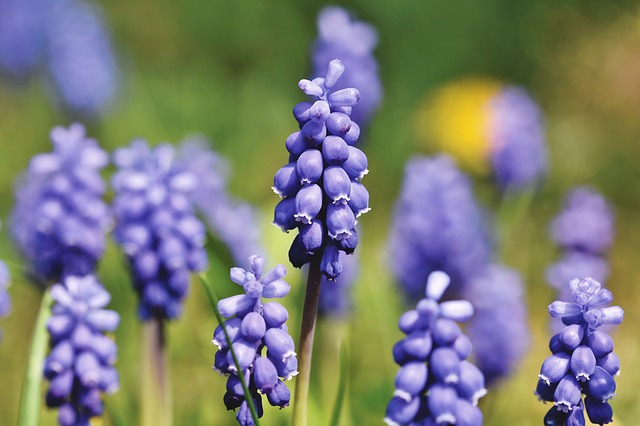hyacinth