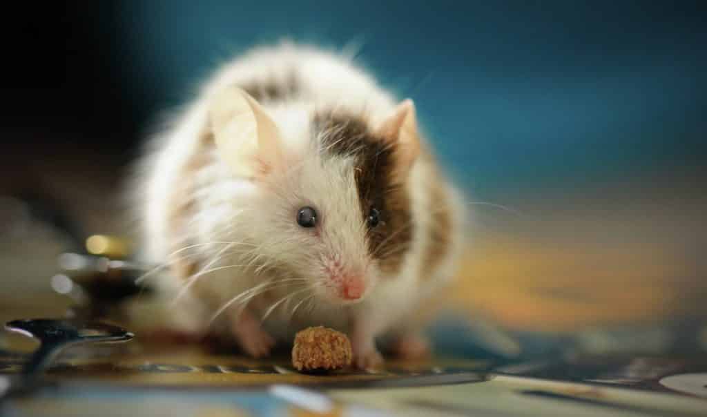 muis ongedierte bestrijden
